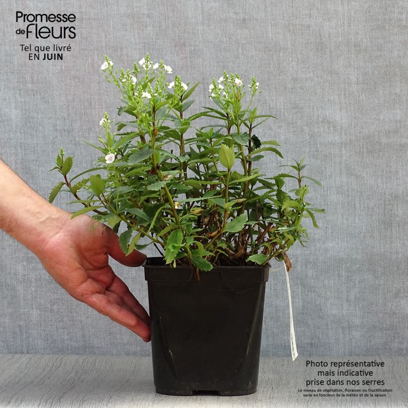 Ejemplar de Parahebe catarractae Avalanche - véronique arbustive - Pot de 2L/3L entregado en verano
