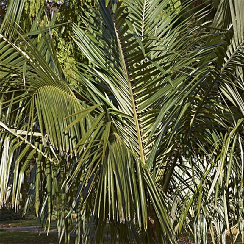 Parajubaea torallyi - Palmera pasopaya (Follaje)