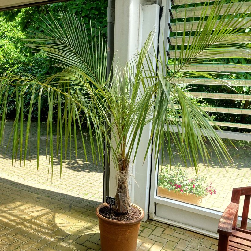 Parajubaea torallyi - Palmera pasopaya (Porte)