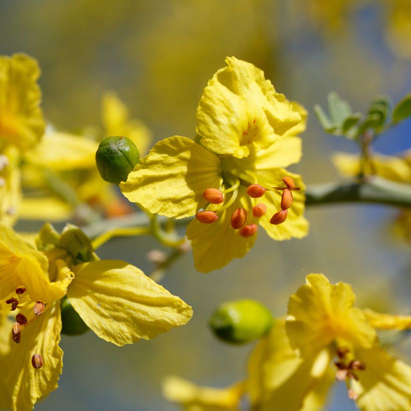 Parkinsonia - Cercidium floridum (Floración)