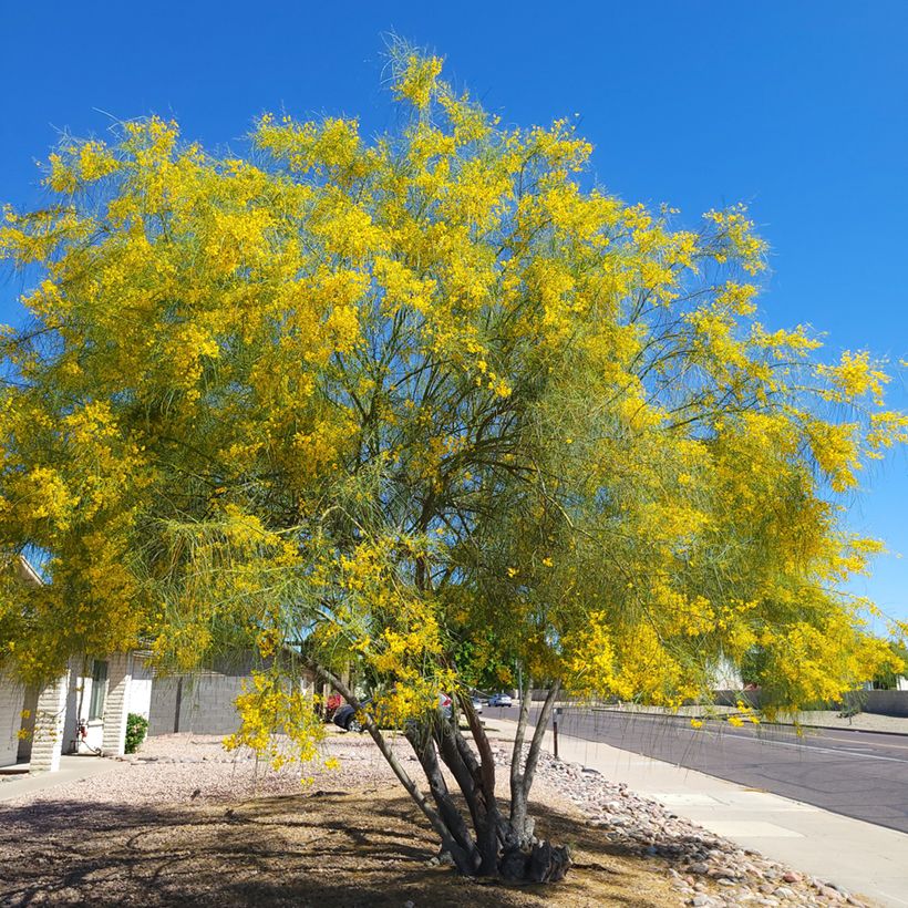 Parkinsonia - Cercidium floridum (Porte)