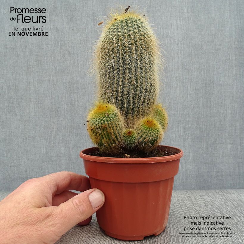Ejemplar de Parodia leninghausii Maceta de 12 cm / 13 cm entregado en otoño