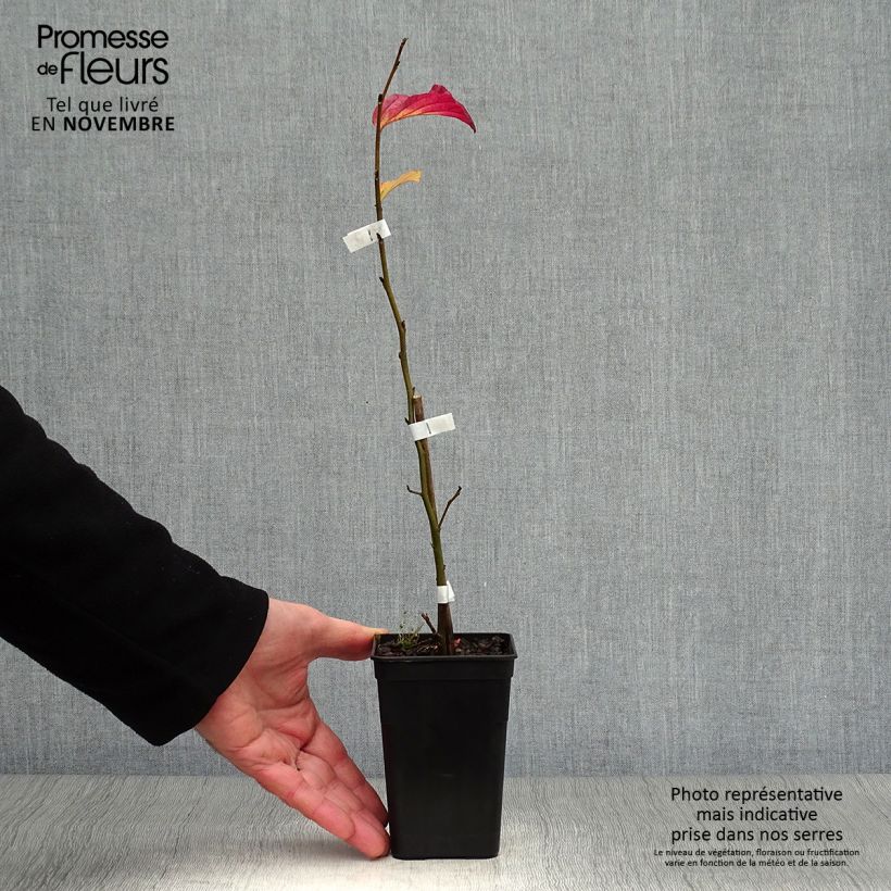Ejemplar de Parrotia persica Bella - Árbol de hierro Maceta de 8/9 cm entregado en otoño