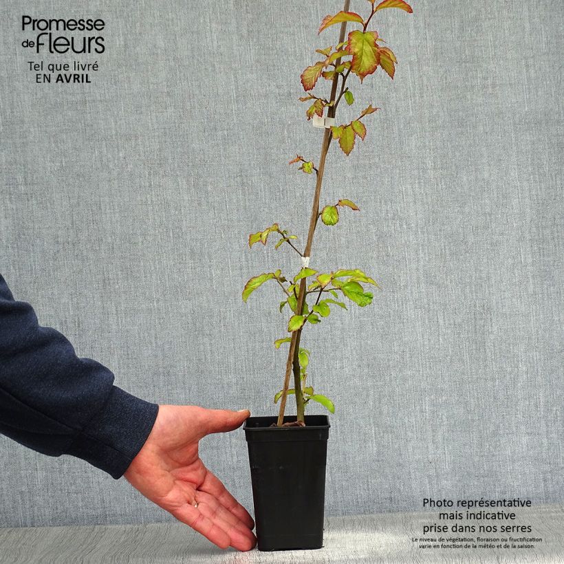 Parrotia persica Bella - Árbol de hierro Maceta de 8/9 cm Ejemplar entregado en la primavera