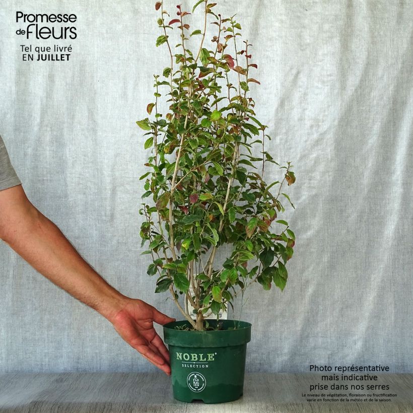 Ejemplar de Parrotia persica Persian Spire - Árbol de hierro Maceta 3L/4LAltura de entrega aprox. 40/50cm entregado en verano