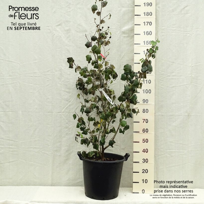 Ejemplar de Parrotiopsis jacquemontiana Maceta 30L/35L entregado en otoño