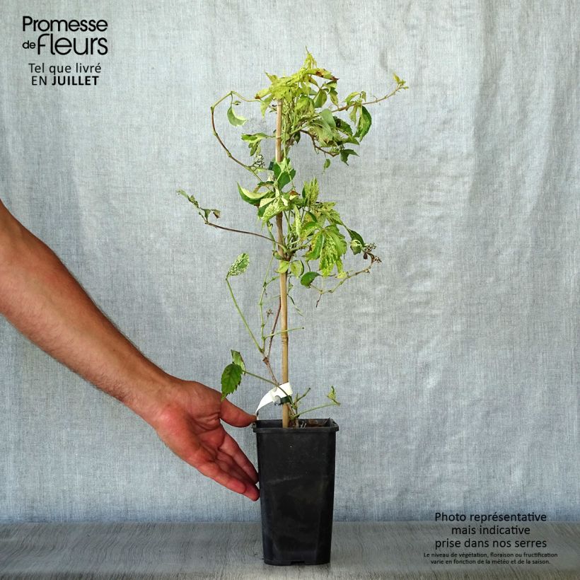Ejemplar de Parthenocissus quinquefolia Star Shower - Parra virgen Maceta 1,5L/2LAltura de entrega aprox. 40cm entregado en verano