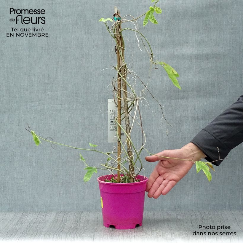 Ejemplar de Passiflora allardii - Flor de la pasión Maceta 2L/3L entregado en otoño