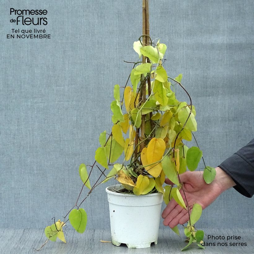 Ejemplar de Passiflora mucronata - Flor de la pasión Maceta 2L/3L entregado en otoño