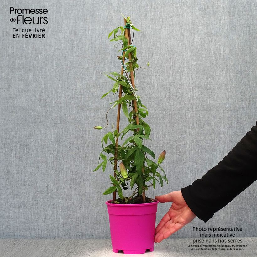 Passiflora Anastasia - Flor de la pasión Maceta 2L/3L Ejemplar entregado en invierno