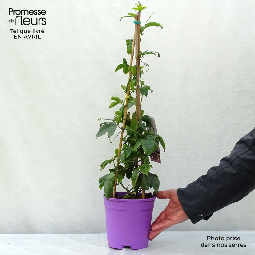 Passiflora Byron Beauty - Flor de la pasión Maceta 2L/3LAltura de entrega aprox. 70/80cm Ejemplar entregado en la primavera