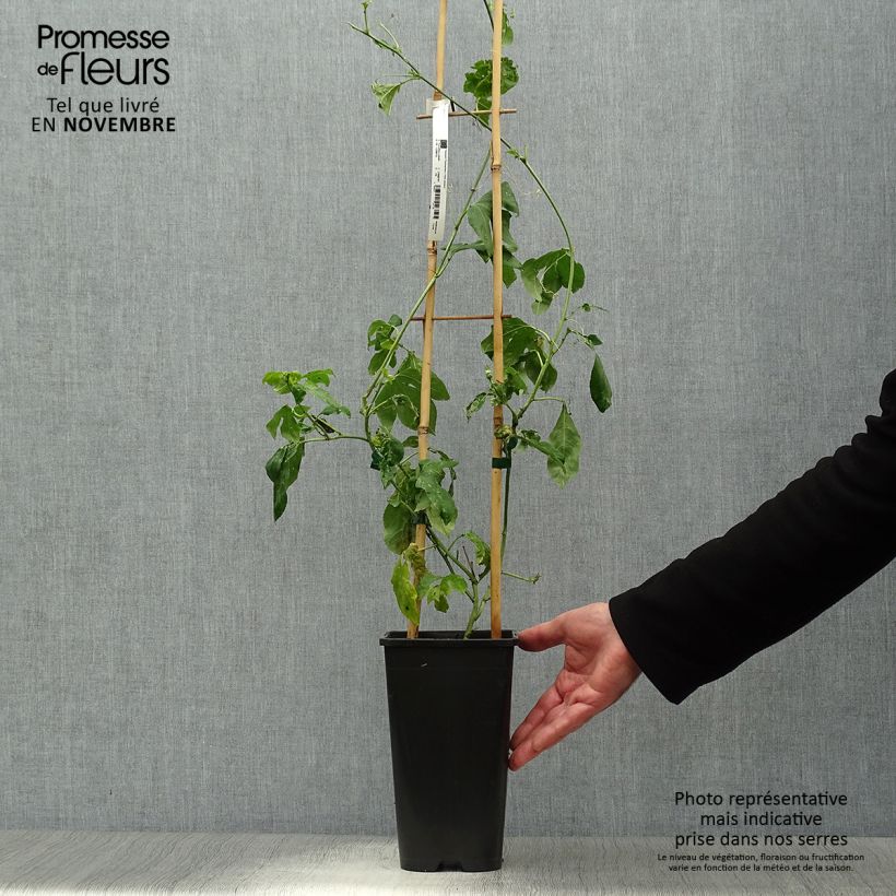Ejemplar de Passiflora incarnata Eia popeia - Flor de la pasión Maceta 2L/3L entregado en otoño