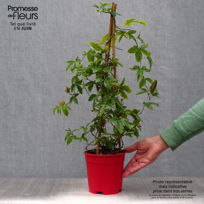 Ejemplar de Passiflora Michael - Flor de la pasión Maceta 2L/3LAltura de entrega aprox. 70/80cm entregado en verano