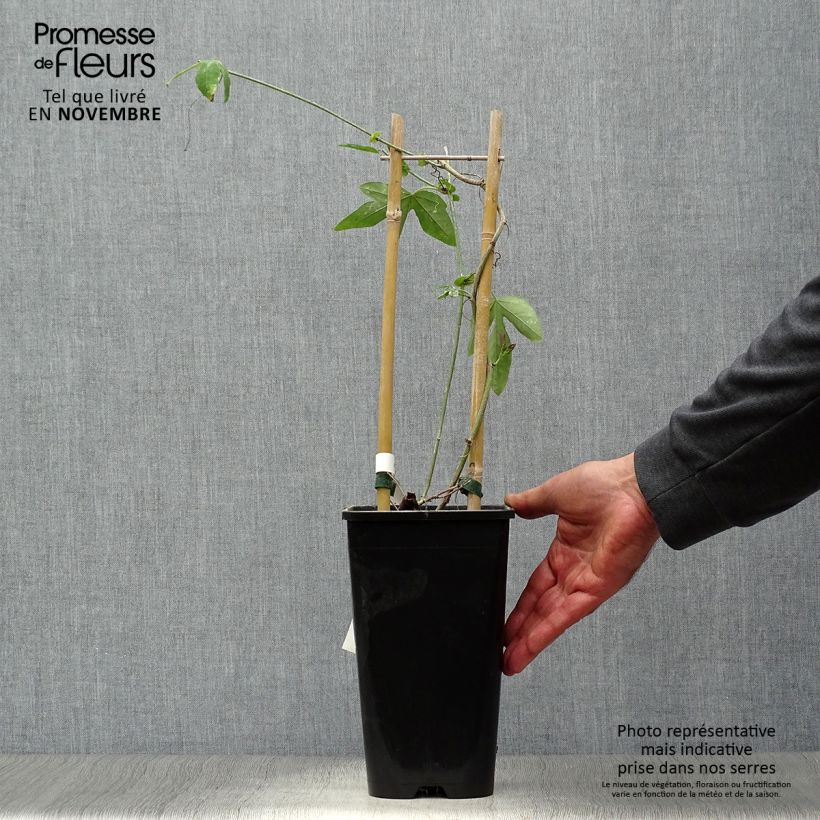 Ejemplar de Passiflora Purple Passion - Flor de la pasión Maceta 2L/3L entregado en otoño