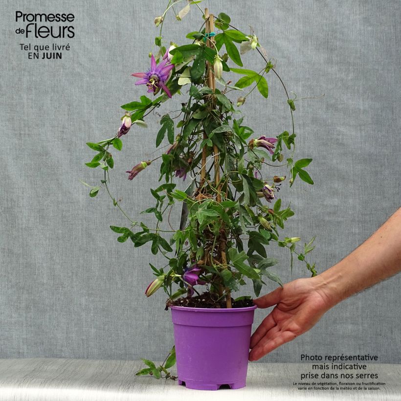 Ejemplar de Passiflora Purple Passion - Flor de la pasión Maceta 2L/3LAltura de entrega aprox. 20cm entregado en verano