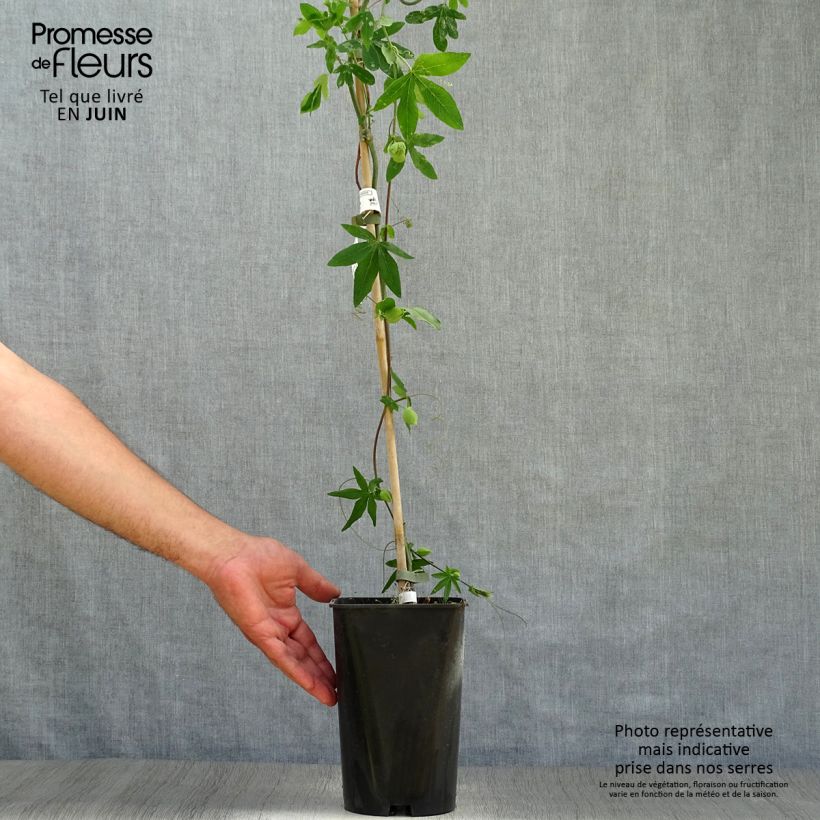 Ejemplar de Passiflora hybrida Snow Queen - Flor de la pasión Maceta 2L/3L entregado en verano
