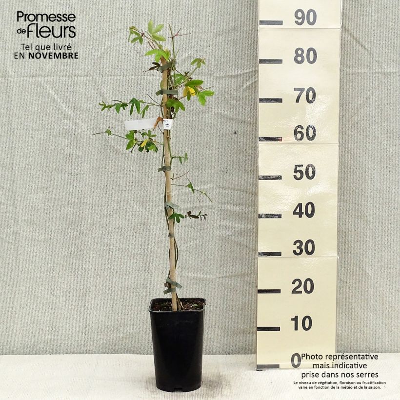 Ejemplar de Passiflora Violacea - Flor de la pasión Maceta 2L/3L entregado en otoño