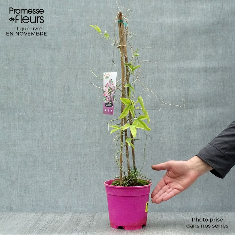 Ejemplar de Passiflora caerulea x racemosa - Flor de la pasión Maceta 2L/3L entregado en otoño
