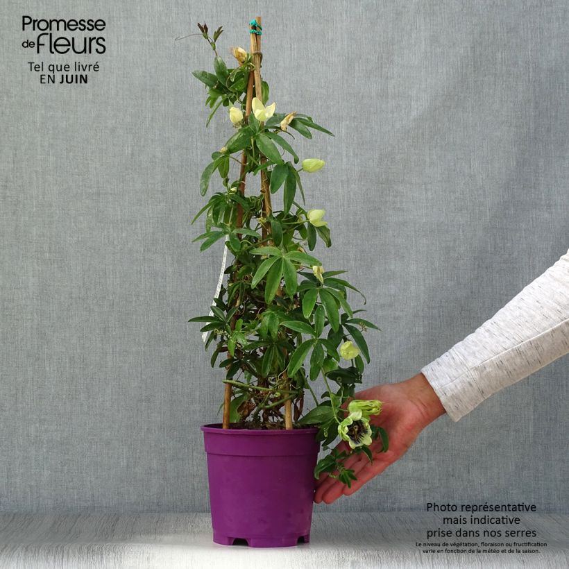 Ejemplar de Passiflora caerulea x racemosa - Flor de la pasión Maceta 2L/3LAltura de entrega aprox. 70/80cm entregado en verano