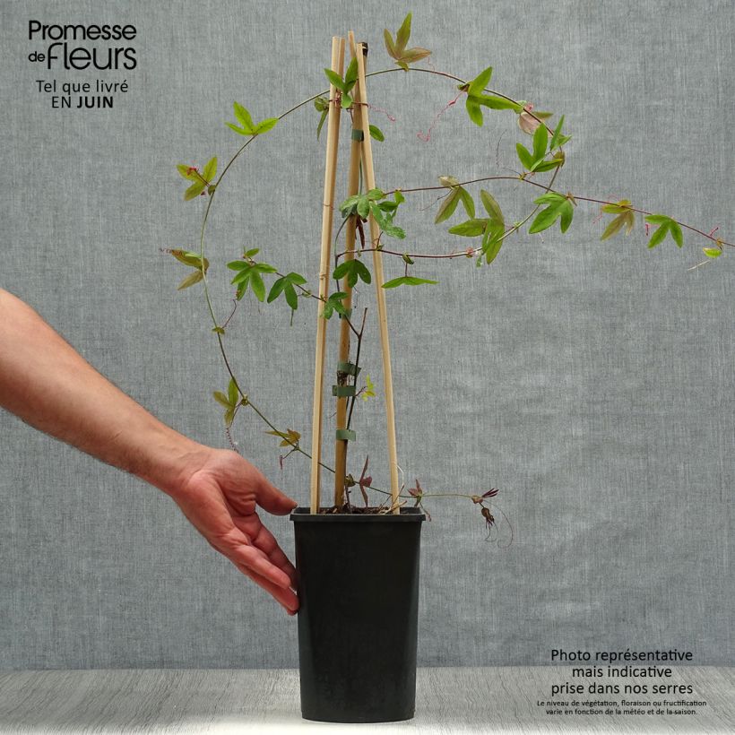 Ejemplar de Passiflora Lavender Lady - Flor de la pasión Maceta 2L/3LAltura de entrega aprox. 50cm entregado en verano