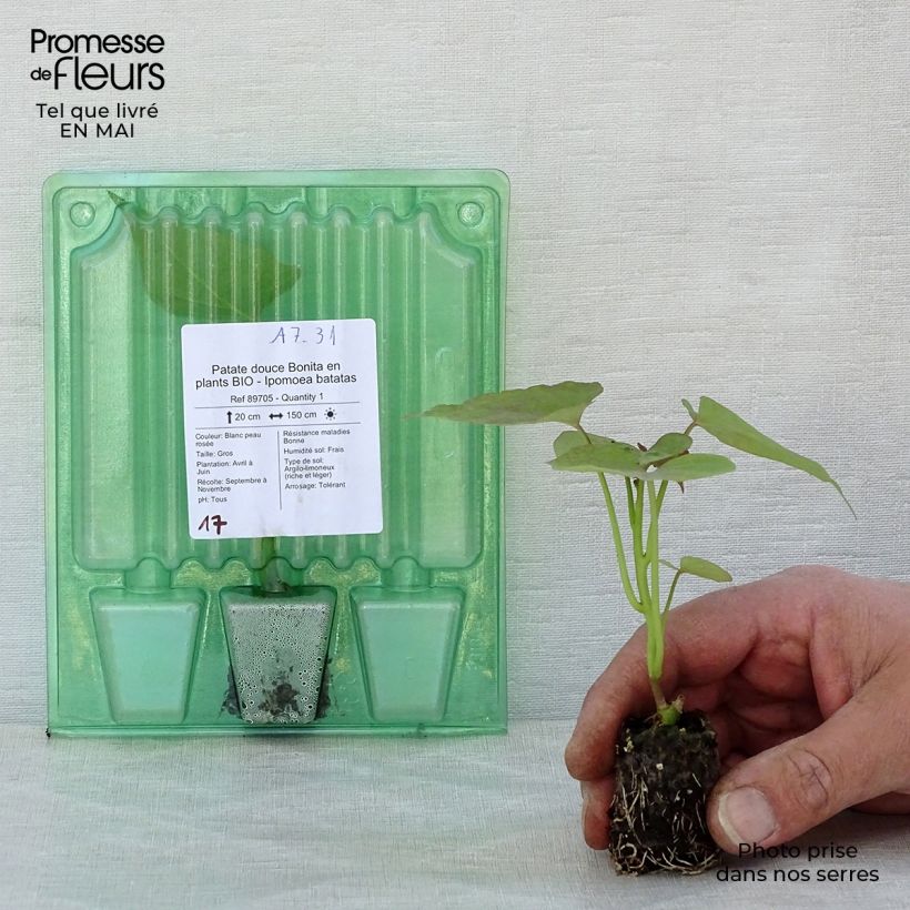 Batata Bonita Bio minicepellón: Ø 3/4 cm Ejemplar entregado en la primavera