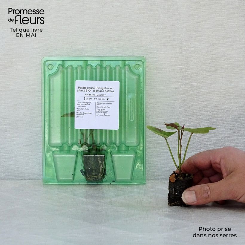 Batata Evangeline Bio minicepellón: Ø 3/4 cm Ejemplar entregado en la primavera