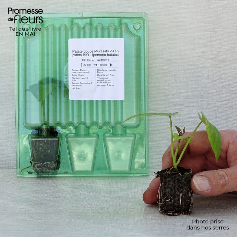 Batata Murasaki 29 Bio minicepellón: Ø 3/4 cm Ejemplar entregado en la primavera
