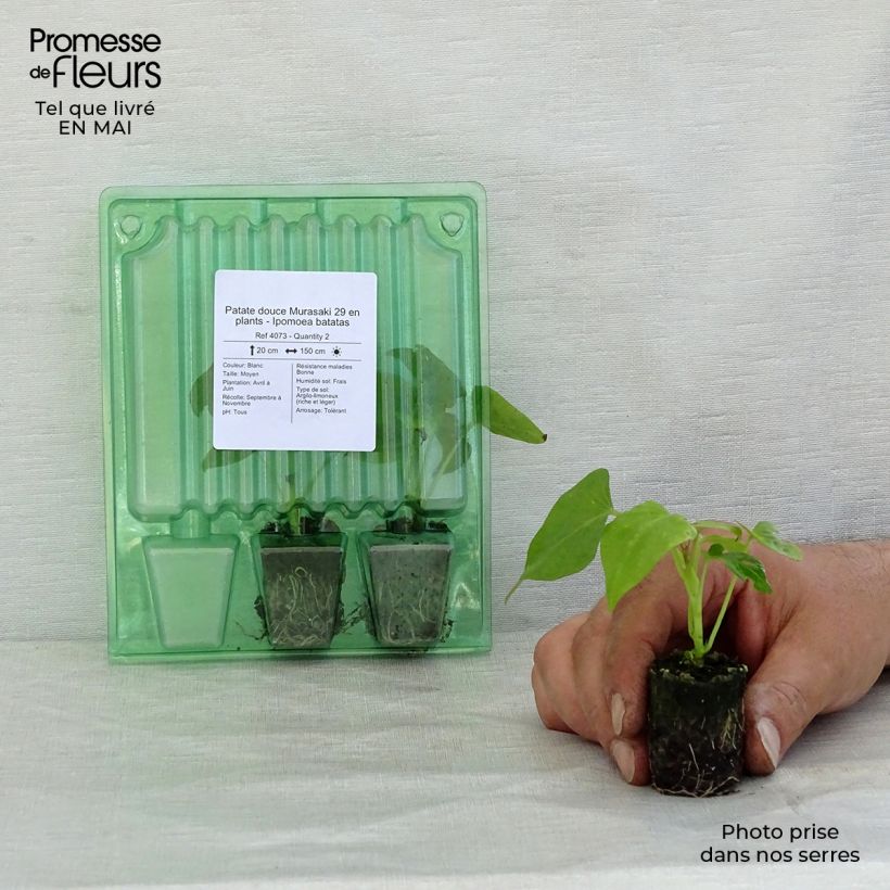Batata Murasaki 29 minicepellón: Ø 3/4 cm Ejemplar entregado en la primavera
