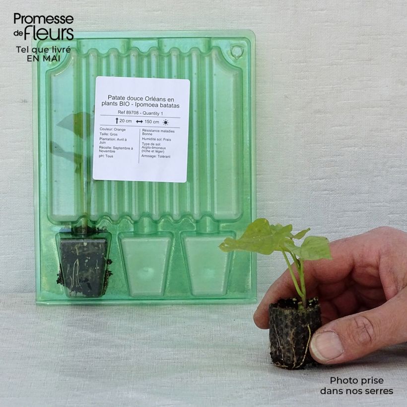 Batata Orléans Bio minicepellón: Ø 3/4 cm Ejemplar entregado en la primavera