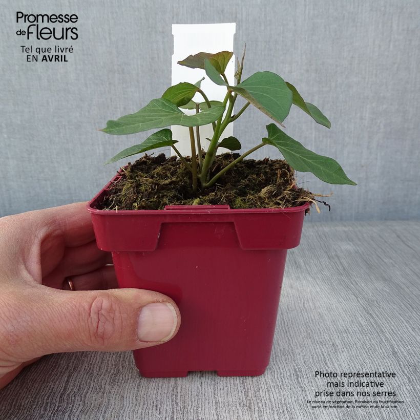 Batata Orléans Maceta de 10 cm/11 cm Ejemplar entregado en la primavera