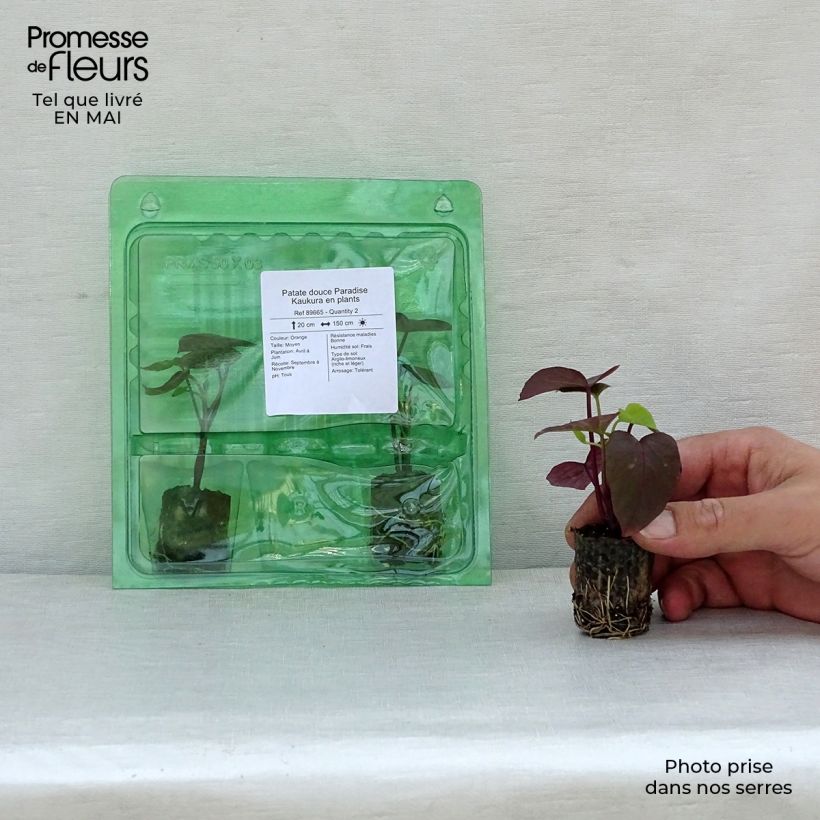 Batata Paradise Kaukura minicepellón: Ø 3/4 cm Ejemplar entregado en la primavera