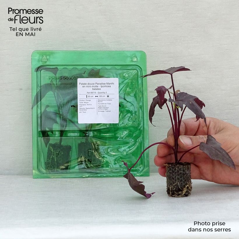 Batata Paradise Manihi minicepellón: Ø 3/4 cm Ejemplar entregado en la primavera