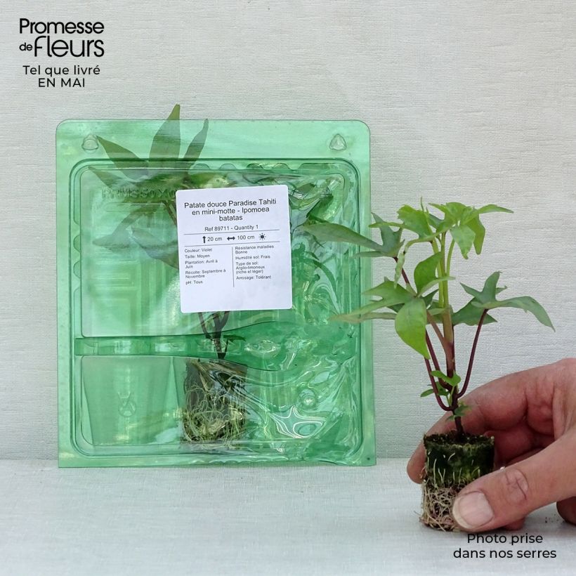 Batata Paradise Tahiti minicepellón: Ø 3/4 cm Ejemplar entregado en la primavera