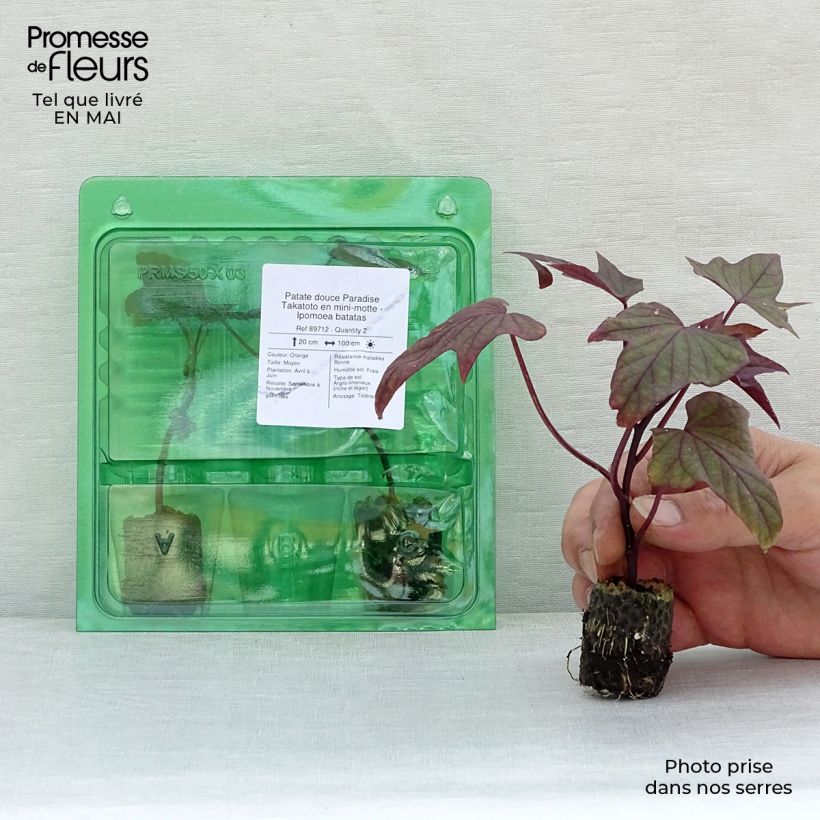 Batata Paradise Takatoto minicepellón: Ø 3/4 cm Ejemplar entregado en la primavera