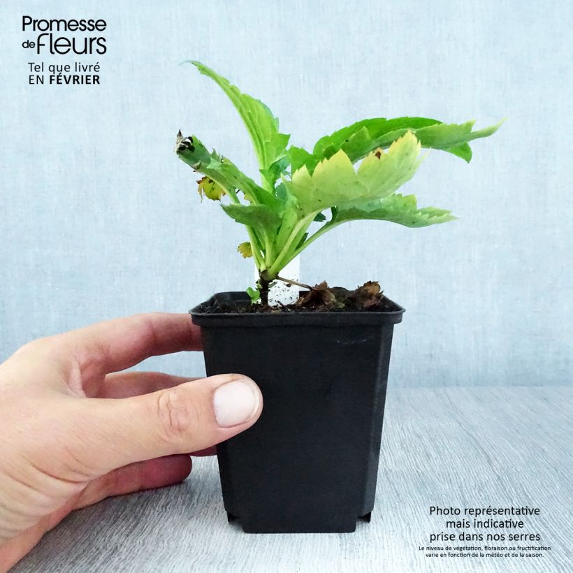 Ejemplar de Patrinia gibbosa Maceta de 8/9 cm entregado en otoño