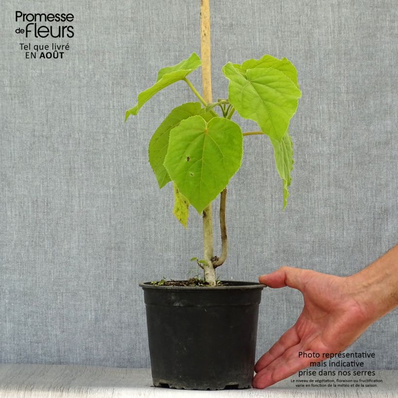 Ejemplar de Paulownia tomentosa - Paulonia imperial Maceta 2L/3LAltura de entrega aprox. 30/40cm entregado en verano