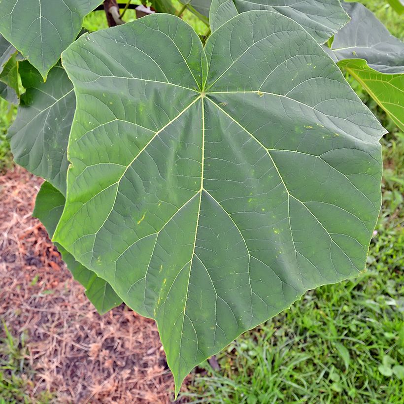Paulownia tomentosa Hulsdonk (Follaje)