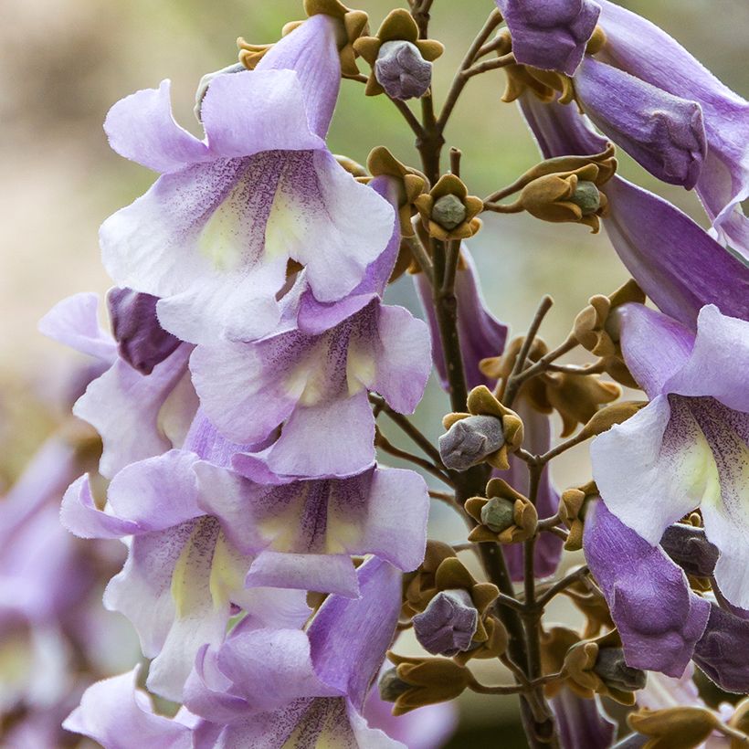 Paulownia tomentosa Hulsdonk (Floración)