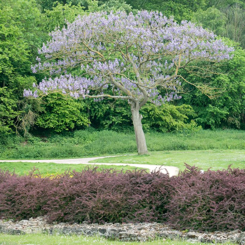 Paulownia tomentosa Hulsdonk (Porte)