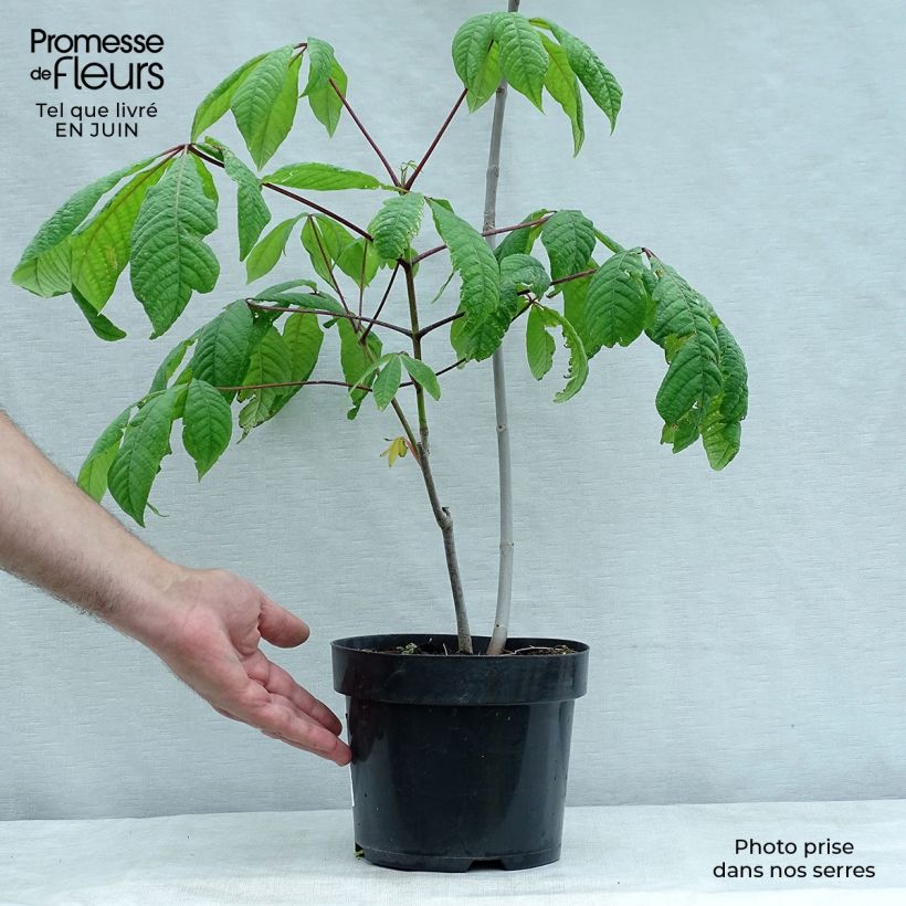 Ejemplar de Aesculus parviflora - Castaño de hojas pequeñas Maceta 2L/3LAltura de entrega aprox. 30/40cm entregado en verano