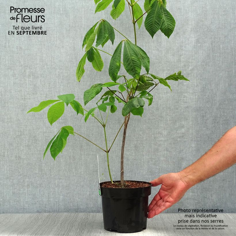 Ejemplar de Aesculus parviflora - Castaño de hojas pequeñas Maceta 20L/25L entregado en otoño