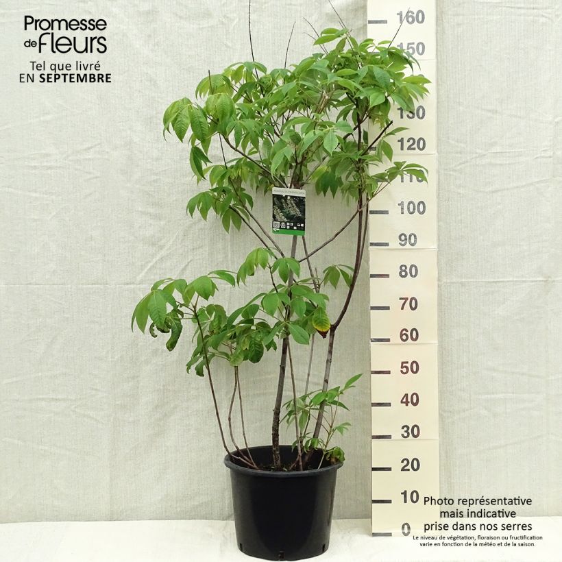 Ejemplar de Aesculus parviflora - Castaño de hojas pequeñas Maceta 7,5L/10L entregado en otoño