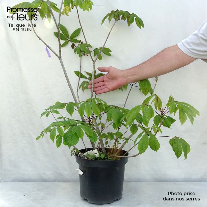 Ejemplar de Aesculus parviflora - Castaño de hojas pequeñas Maceta 7,5L/10LAltura de entrega aprox. 40/60cm entregado en verano