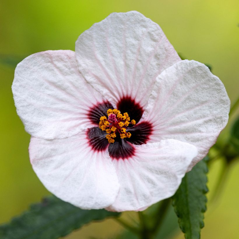 Pavonia hastata (Floración)