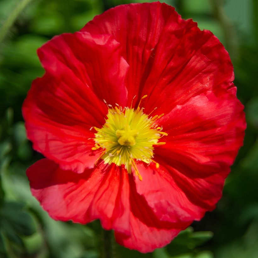 Amapola de Islandia Champagne Bubbles Mix - Papaver nudicaule (Floración)