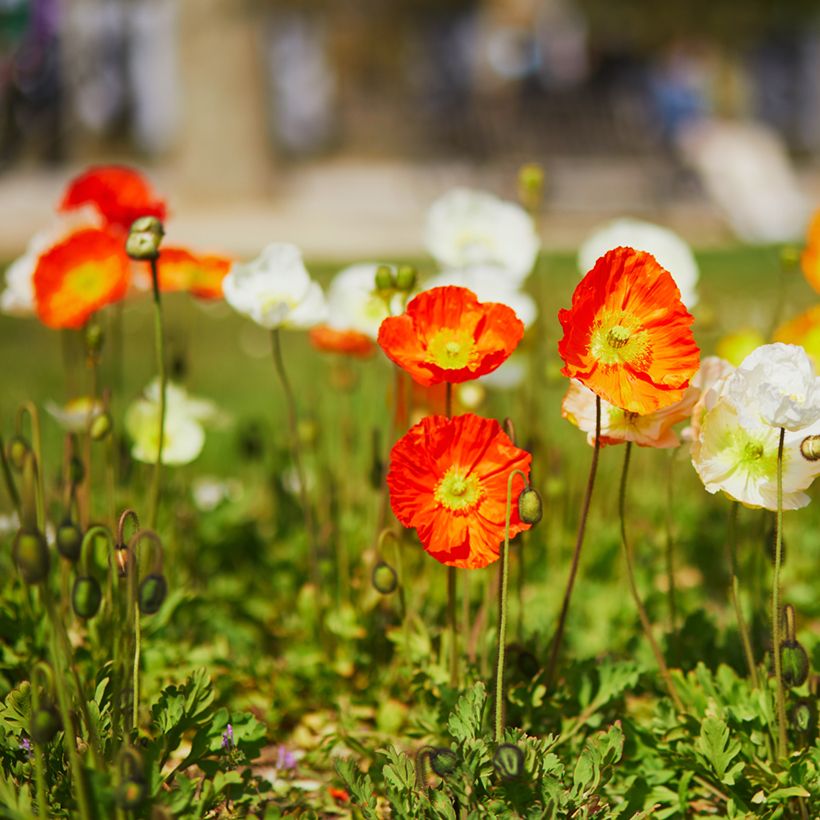 Amapola de Islandia Champagne Bubbles Mix - Papaver nudicaule (Porte)