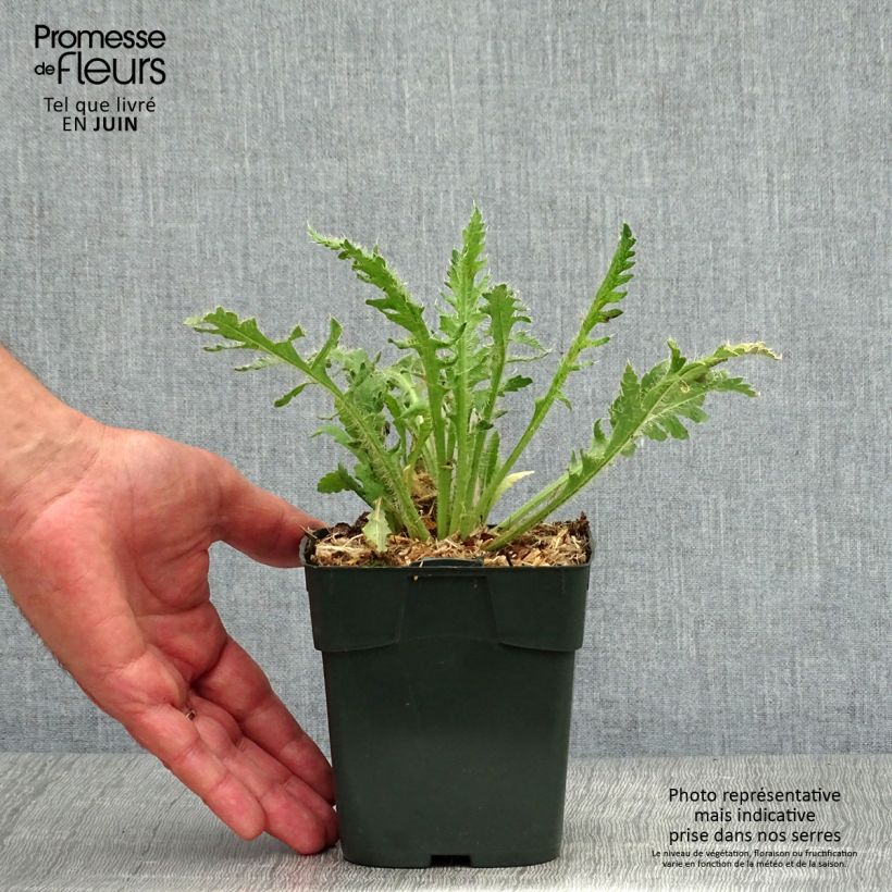 Ejemplar de Amapola de Islandia Gartenzwerg - Papaver nudicaule Maceta de 8/9 cm entregado en verano