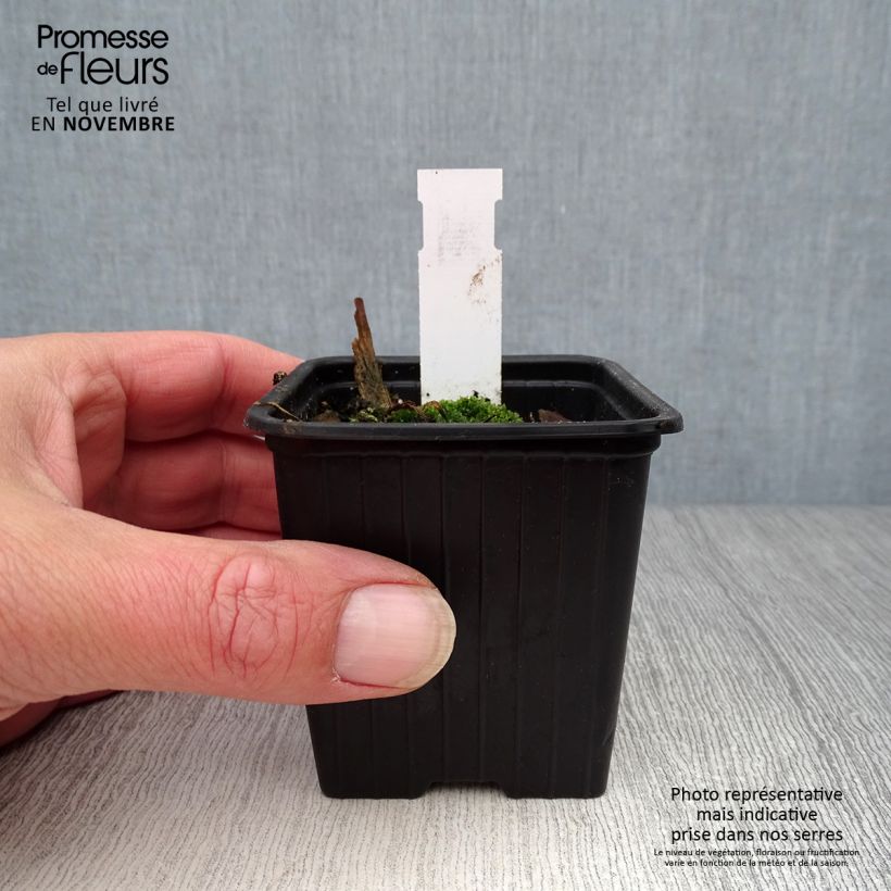 Ejemplar de Amapola oriental Clochard - Papaver orientale Maceta de 8/9 cm entregado en otoño