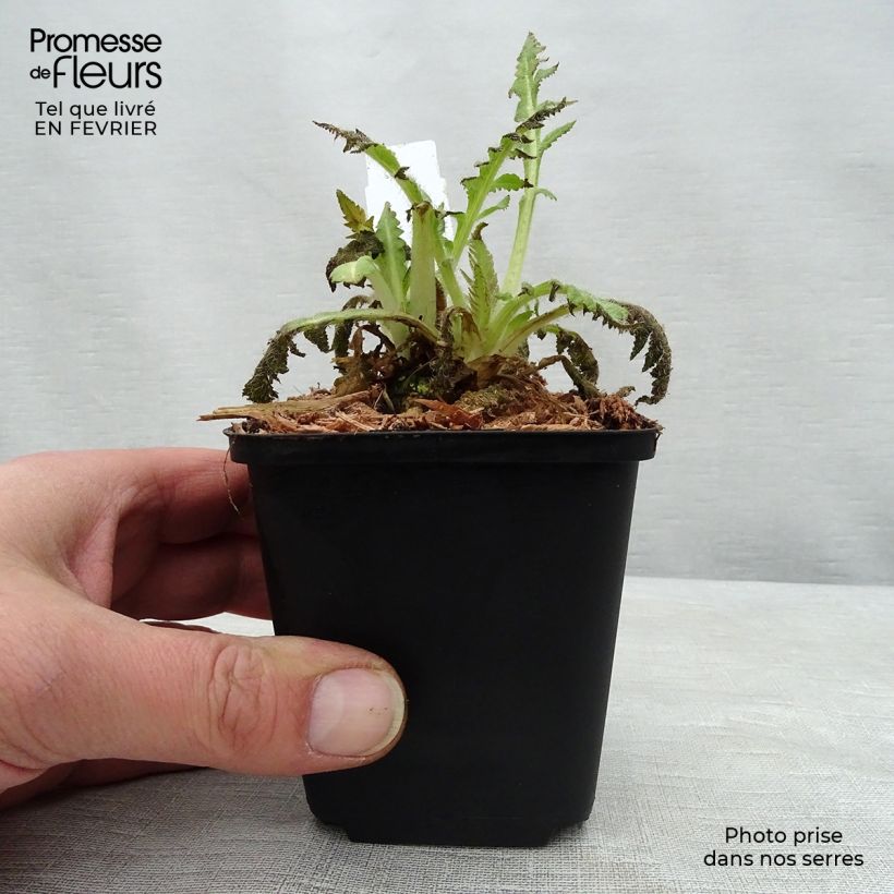 Amapola oriental Curlilocks - Papaver orientale Maceta de 8/9 cm Ejemplar entregado en invierno