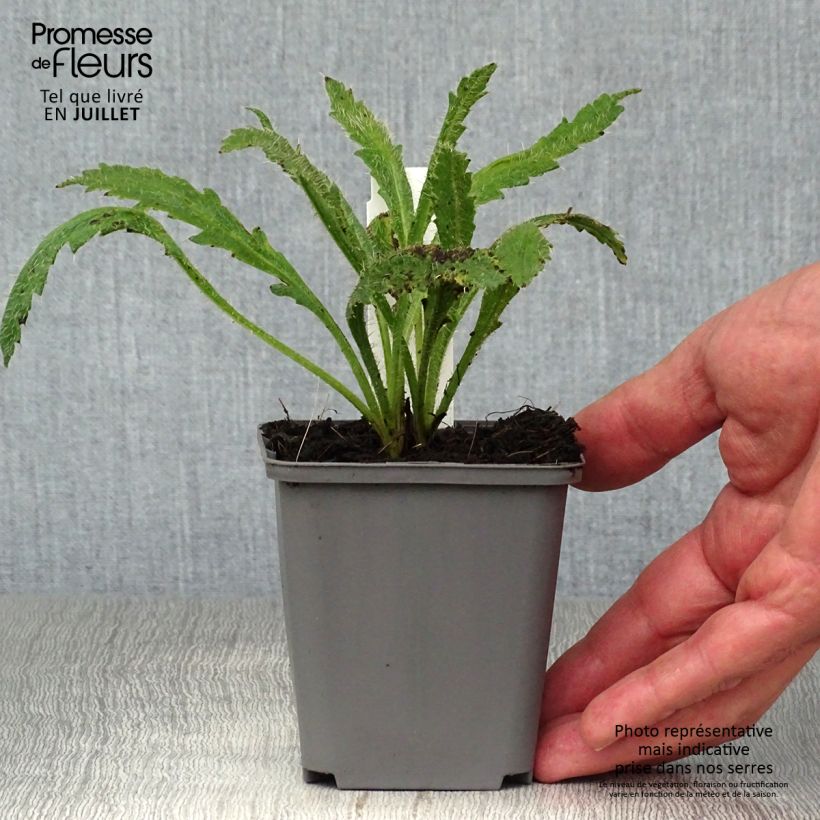 Ejemplar de Amapola oriental Harvest Moon - Papaver orientale Maceta de 8/9 cm entregado en verano